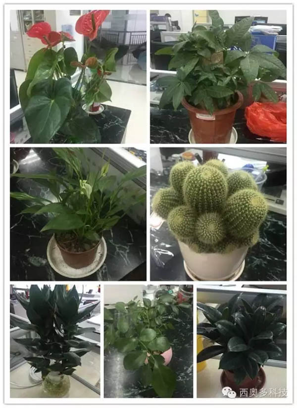 盆栽义卖品